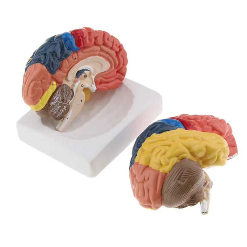 Medical Lab And Science - Życie rozmiar anatomiczne człowieka Model mózgu