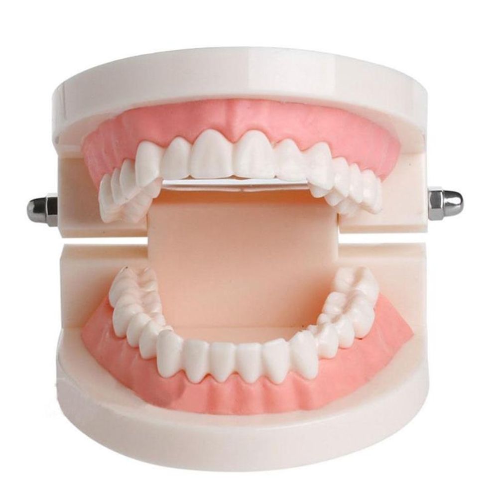 Medical Lab And Science - Model dentystyczny typodont do demonstracji, do