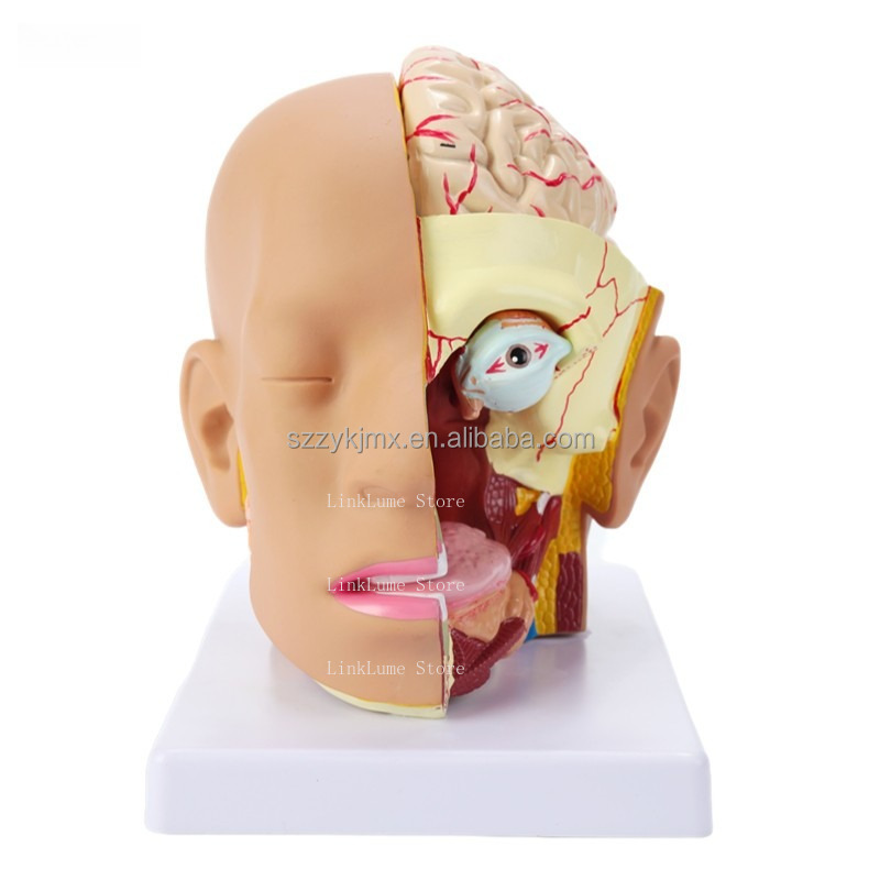 Medical Lab And Science - Model anatomiczny ludzkiej głowy z czterema