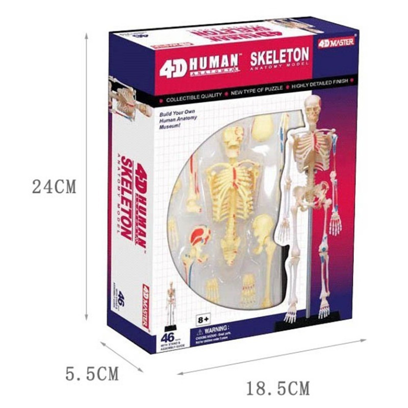 Medical Lab And Science - Mistrz 4D ludzkiego szkieletu Model anatomiczny