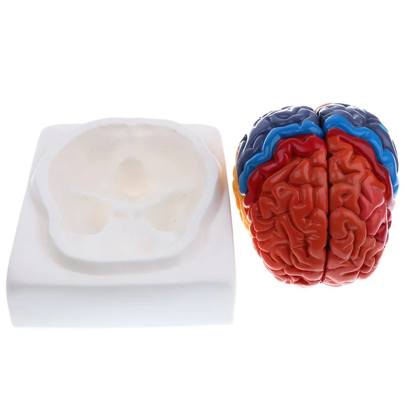 Życie rozmiar anatomiczne czło – Medical Lab And Science recenzja i cena