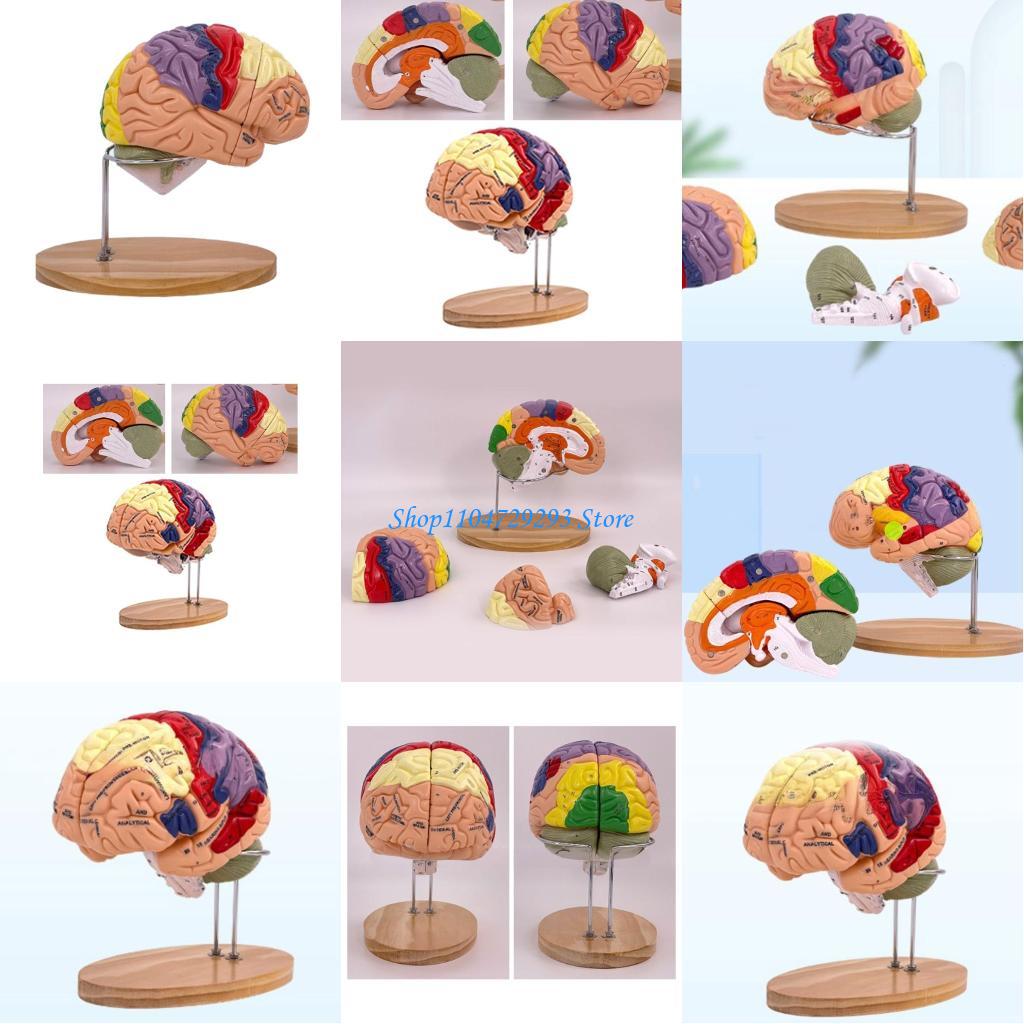 Y2GD Model anatomii mózgu Narz – Medical Lab And Science recenzja i cena
