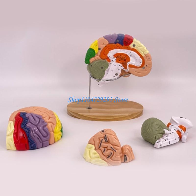 Y2GD Model anatomii mózgu Narz – Medical Lab And Science recenzja i cena