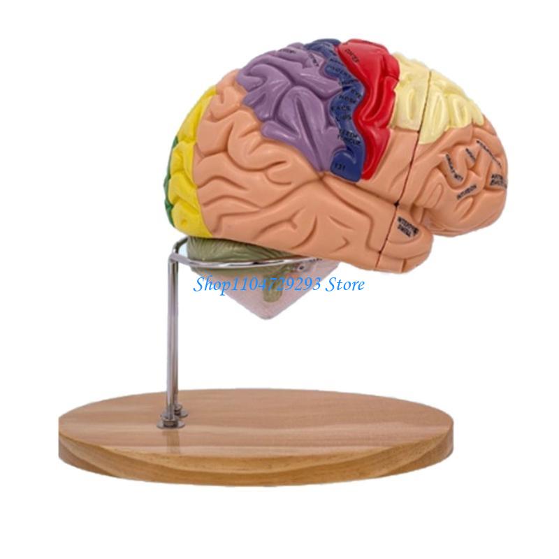 Y2GD Model anatomii mózgu Narz – Medical Lab And Science recenzja i cena