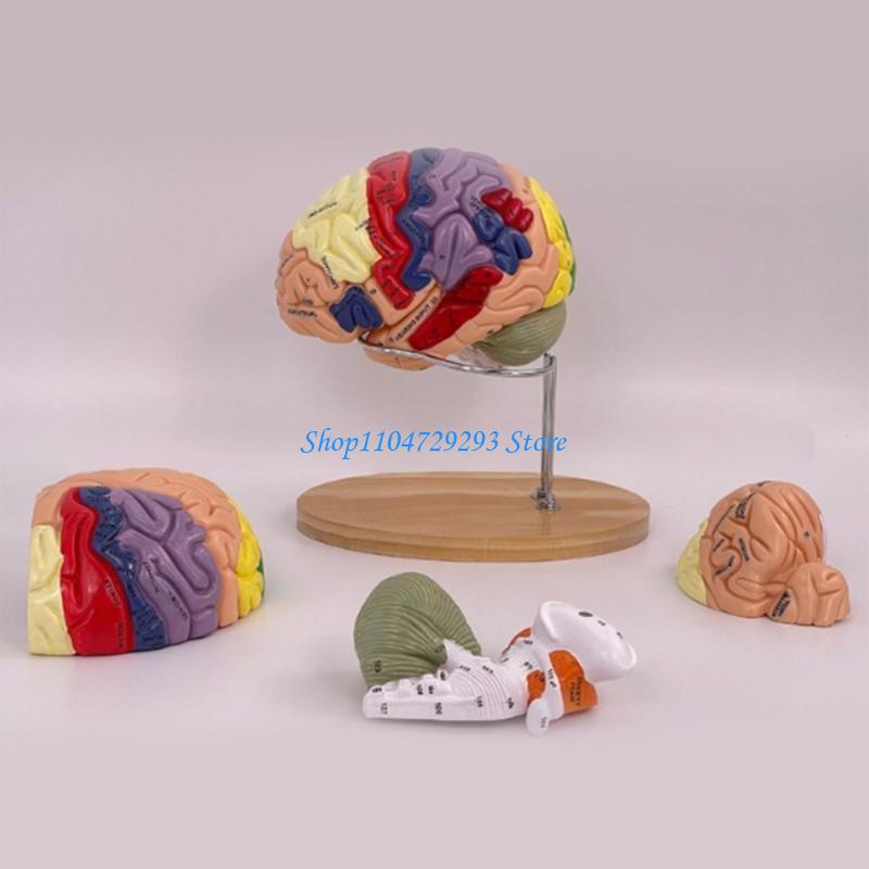 Y2GD Model anatomii mózgu Narz – Medical Lab And Science recenzja i cena