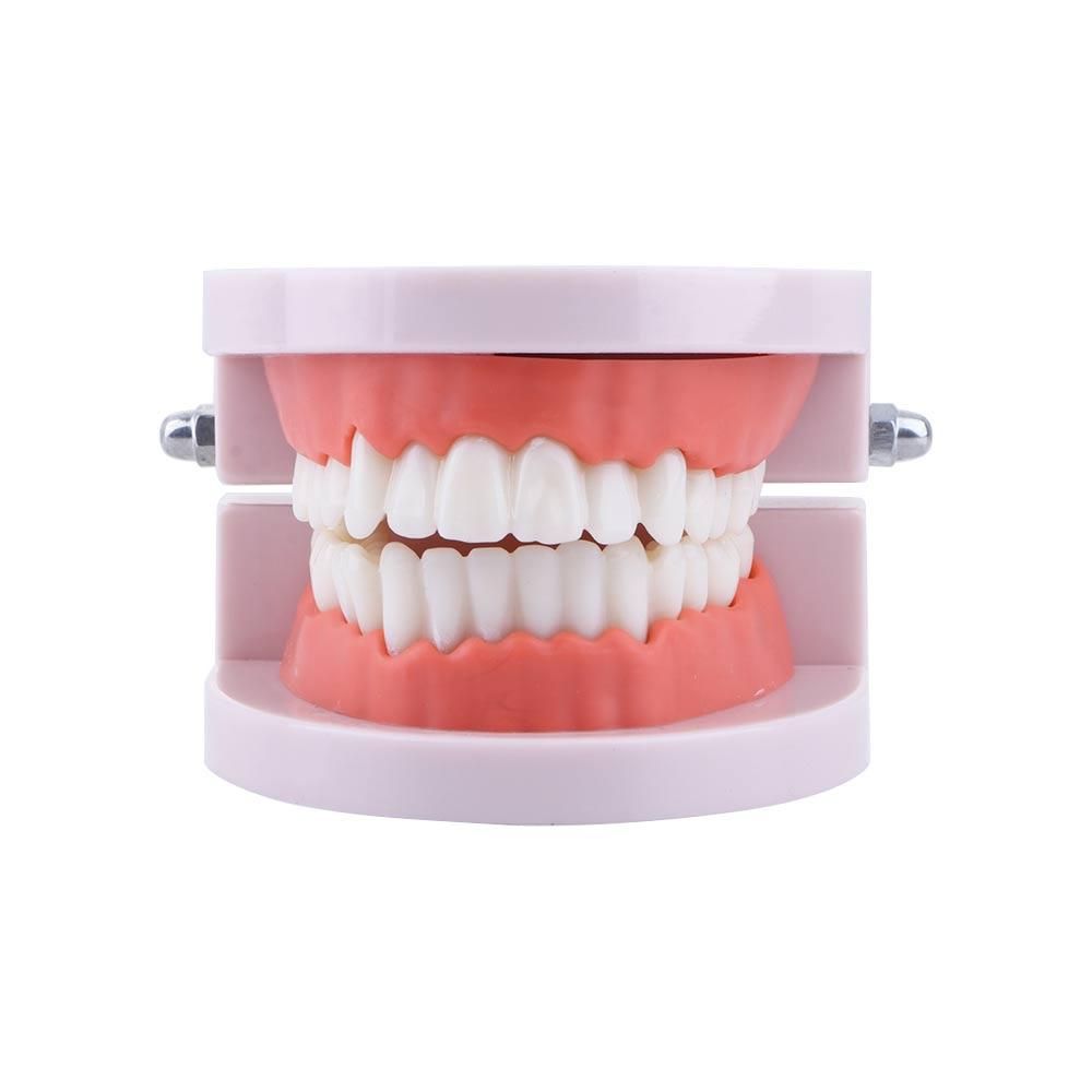 Model dentystyczny typodont do – Medical Lab And Science recenzja i cena