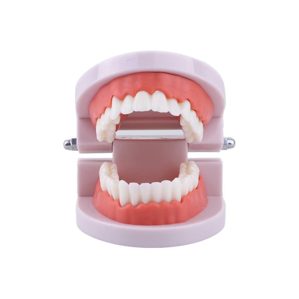 Model dentystyczny typodont do – Medical Lab And Science recenzja i cena