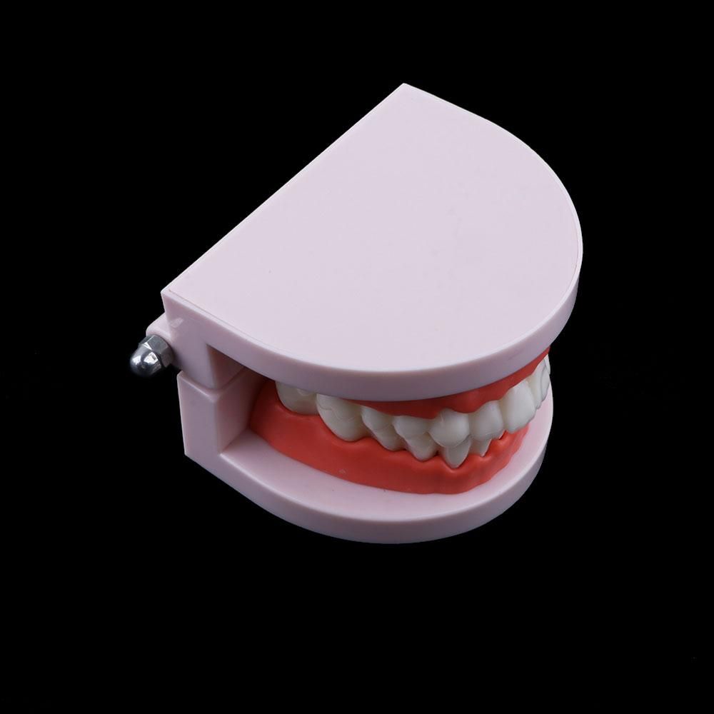 Model dentystyczny typodont do – Medical Lab And Science recenzja i cena