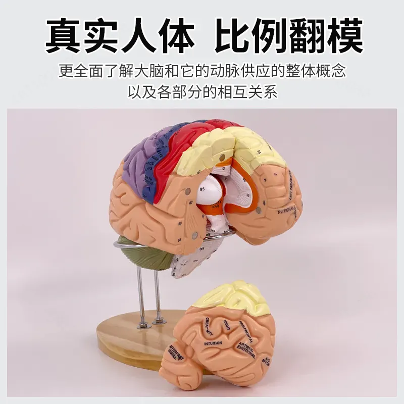 Model mózgu Deluxe z 2-krotnym – Medical Lab And Science recenzja i cena