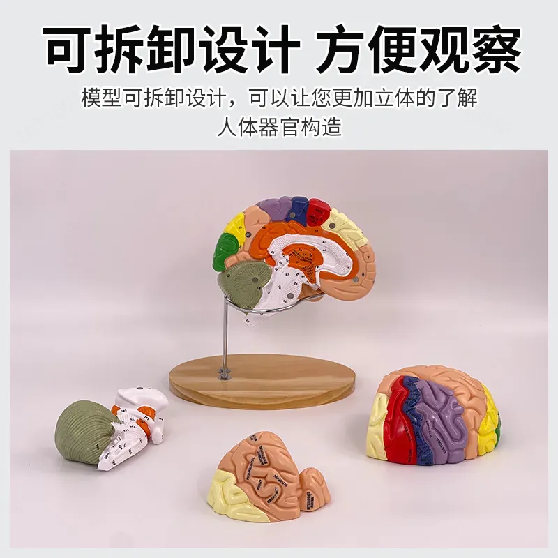 Model mózgu Deluxe z 2-krotnym – Medical Lab And Science recenzja i cena