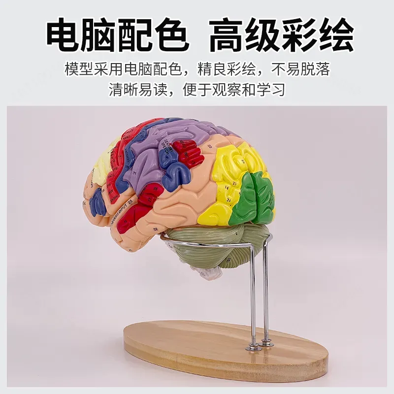 Model mózgu Deluxe z 2-krotnym – Medical Lab And Science recenzja i cena