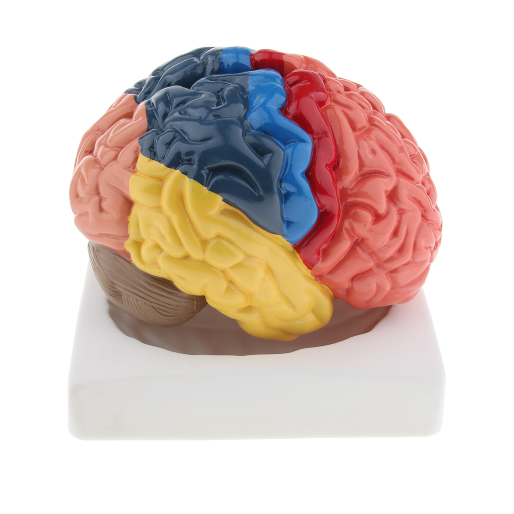 Lifesize Model mózgu Realistyc – Medical Lab And Science recenzja i cena