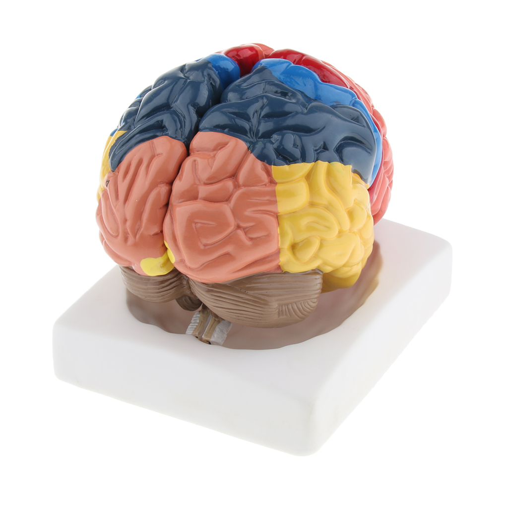Lifesize Model mózgu Realistyc – Medical Lab And Science recenzja i cena