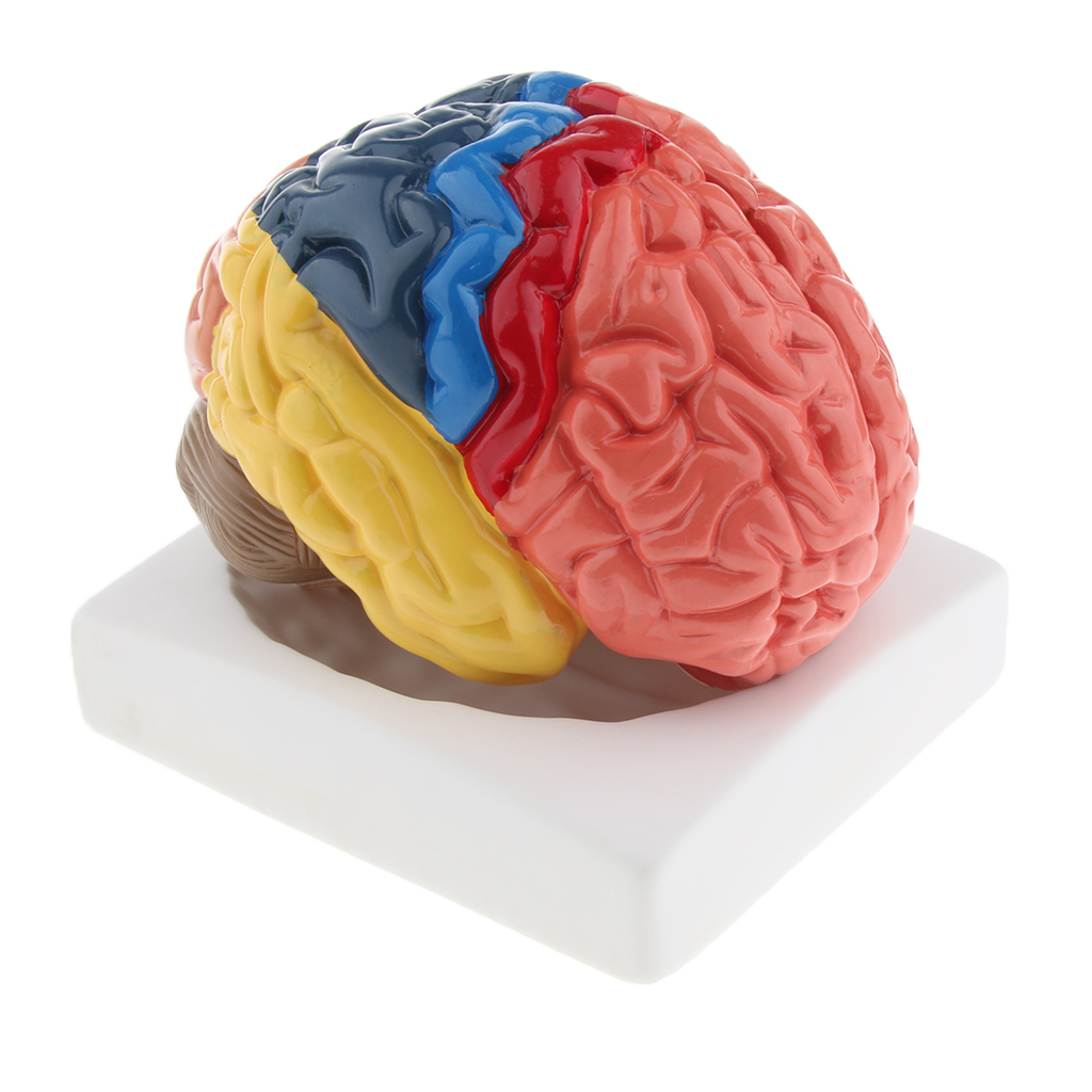 Lifesize Model mózgu Realistyc – Medical Lab And Science recenzja i cena