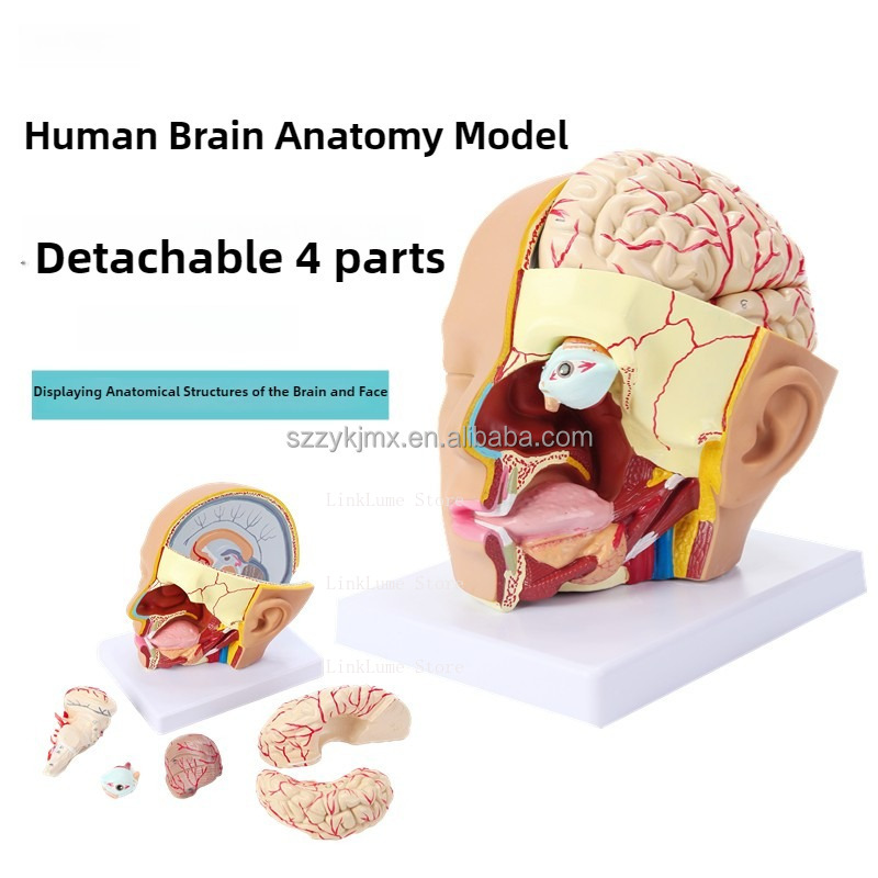 Model anatomiczny ludzkiej gło – Medical Lab And Science recenzja i cena