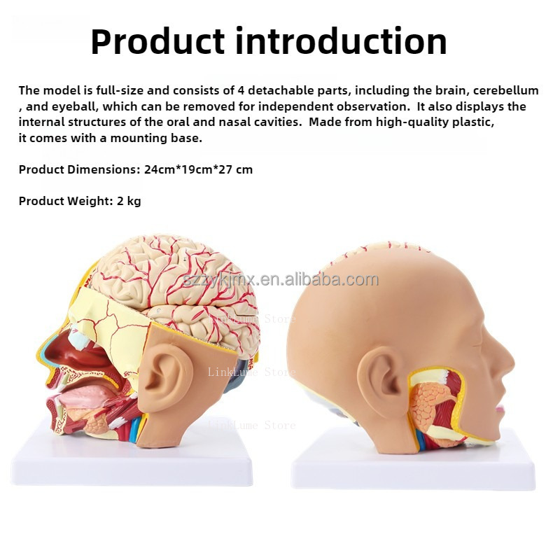 Model anatomiczny ludzkiej gło – Medical Lab And Science recenzja i cena