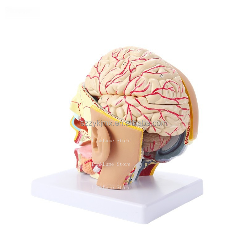 Model anatomiczny ludzkiej gło – Medical Lab And Science recenzja i cena