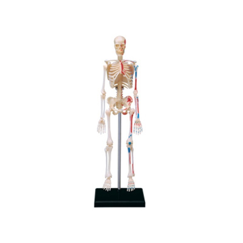 Mistrz 4D ludzkiego szkieletu  – Medical Lab And Science recenzja i cena