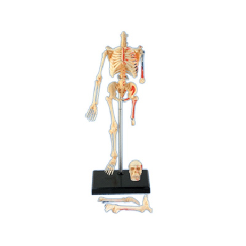 Mistrz 4D ludzkiego szkieletu  – Medical Lab And Science recenzja i cena